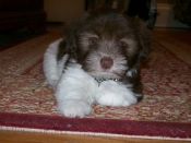 "Buddy... My 9 wk old Havanese"