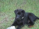 Gunny- My 10wk old Lab