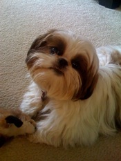 Shih-tzu-puppy-mooshu