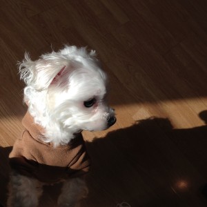 maltese-puppy